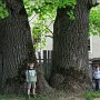 A két fa együtt kb. 500 éves, a két gyerek 10...
