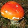 Gomba